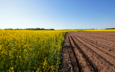 A importância das ferramentas forjadas para a agricultura.