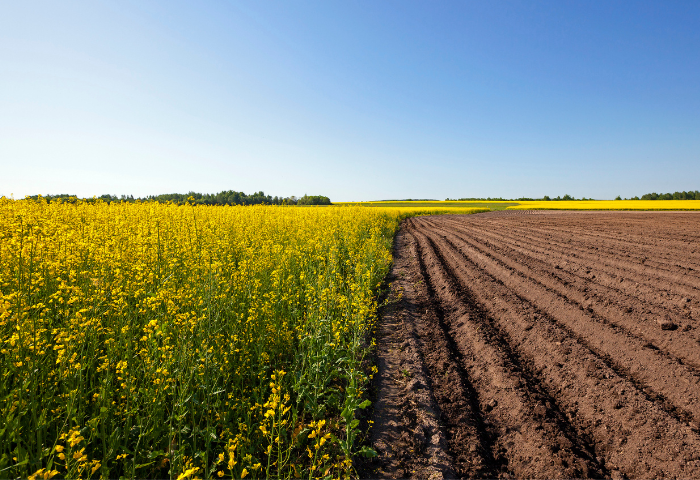 A importância das ferramentas forjadas para a agricultura.