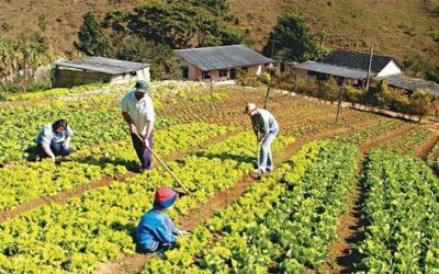 Sua tarefa no campo ou jardim: Qual ferramenta utilizar?