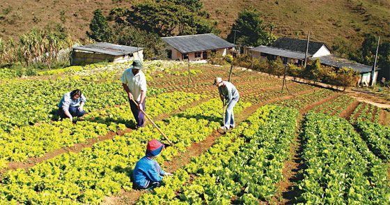 qual ferramenta, jardim, campo, tarza, ferramentas forjadas, agricultura