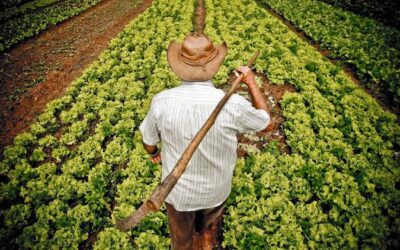 Transformando a agricultura: Desvendando o potencial das ferramentas forjadas