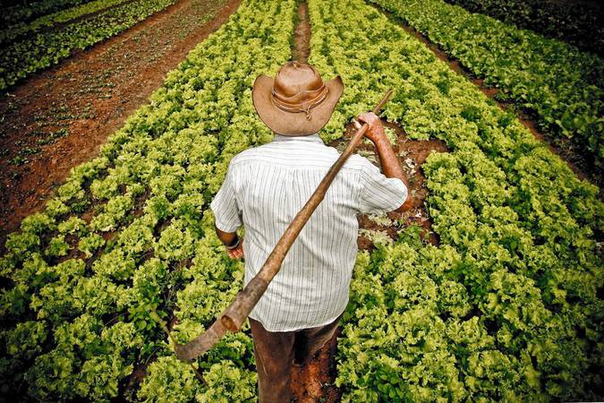 ferramentas forjadas na agricultura, ferramentas forjadas, agricultura, tarza