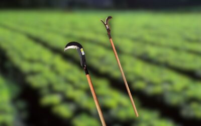 Escolhendo a foice perfeita: Fatores cruciais para um corte eficiente e preciso de vegetação