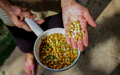 Cavadeira-Feijão: Memórias da Agricultura Familiar