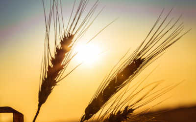 Agricultura no Verão: Quais Cuidados Tomar.