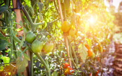 Cultivo de Subsistência: O papel da Agricultura de Pequena Escala