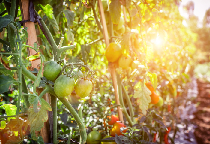 Cultivo de Subsistência: O papel da Agricultura de Pequena Escala