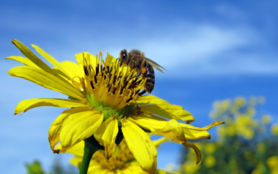 Polinização e Biodiversidade: O Papel dos Polinizadores na Produção Agrícola