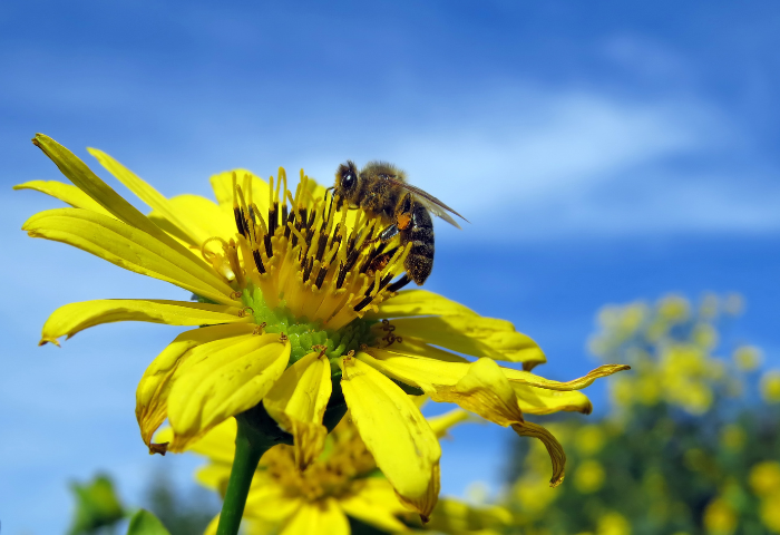 Polinização e Biodiversidade: O Papel dos Polinizadores na Produção Agrícola