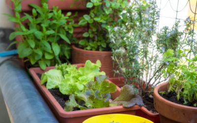 Horta Orgânica em Casa: Passos para Cultivar Alimentos Frescos