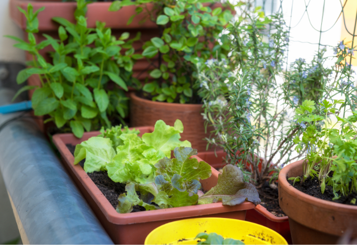 Horta Orgânica em Casa: Passos para Cultivar Alimentos Frescos